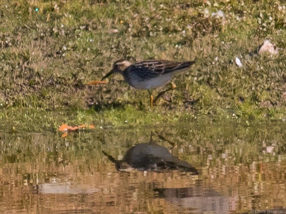 Pectoral Sandpiper - ML72609981