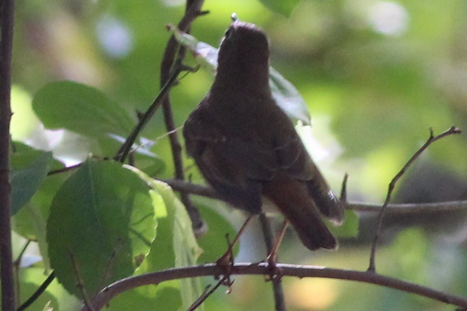 Hermit Thrush (faxoni/crymophilus) - ML72610021