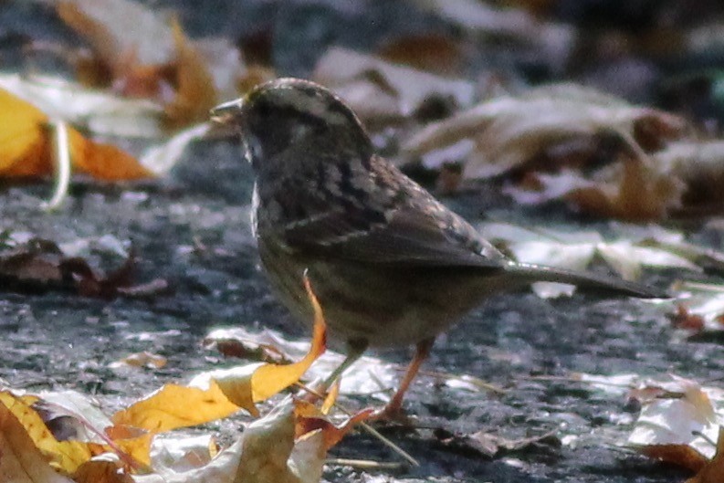 White-throated Sparrow - ML72610101