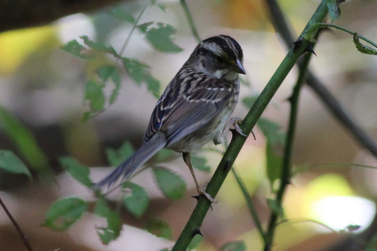 White-throated Sparrow - ML72610131