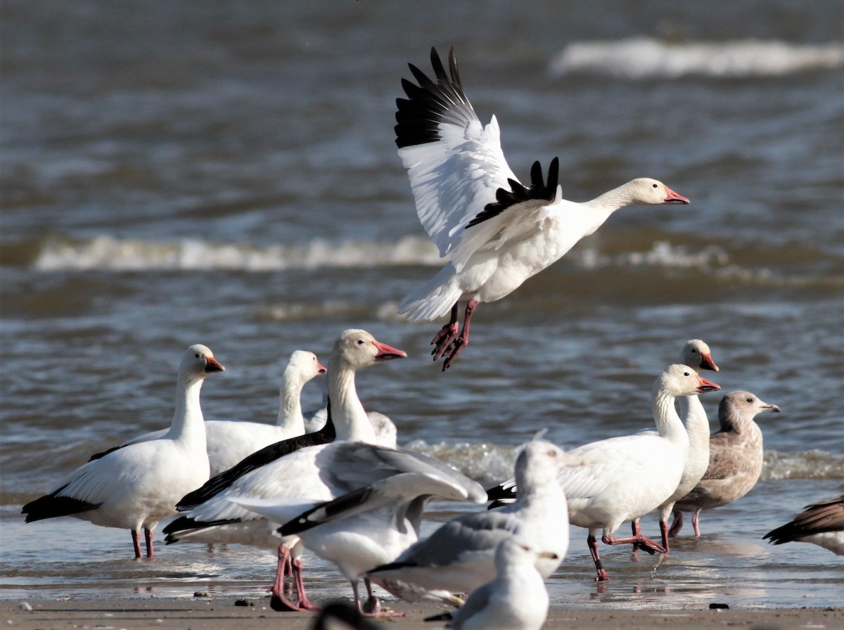 Snow Goose - ML72610241