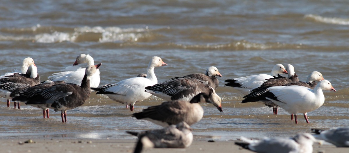 Snow Goose - ML72610251