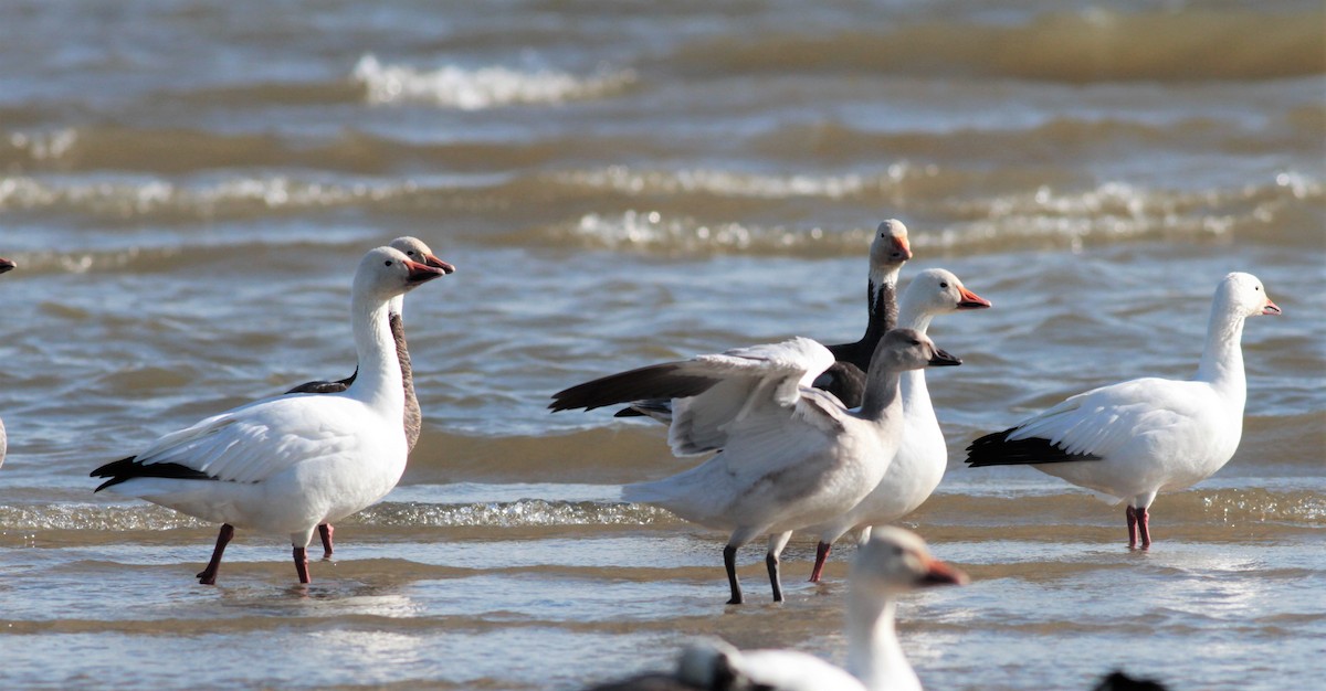 Snow Goose - ML72610261