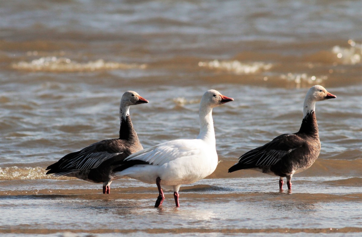 Snow Goose - ML72610271