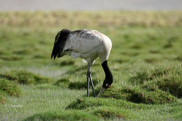 Төвд тогоруу - ML726106