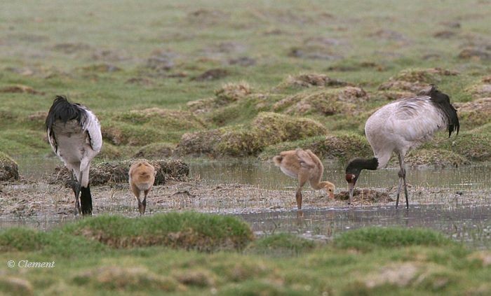 Төвд тогоруу - ML726107