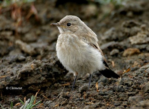 Цөлийн чогчиго - ML726108