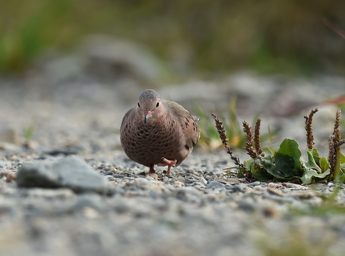 Common Ground Dove - ML72611771