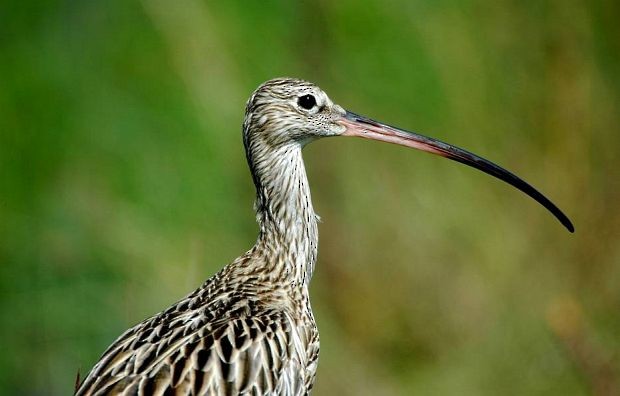 Eurasian Curlew - ML726129