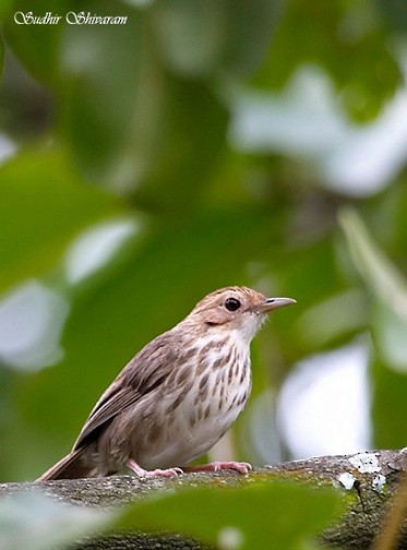 Puff-throated Babbler - Sudhir Shivaram