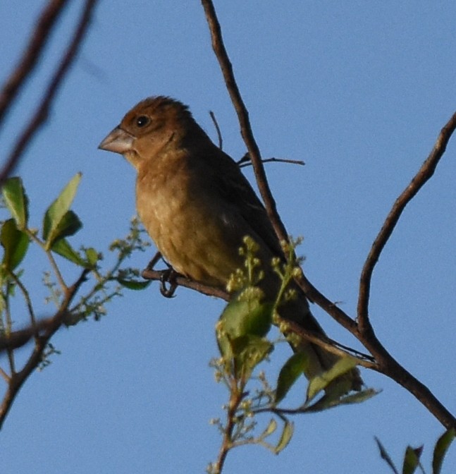 Blue Grosbeak - Joe MDO