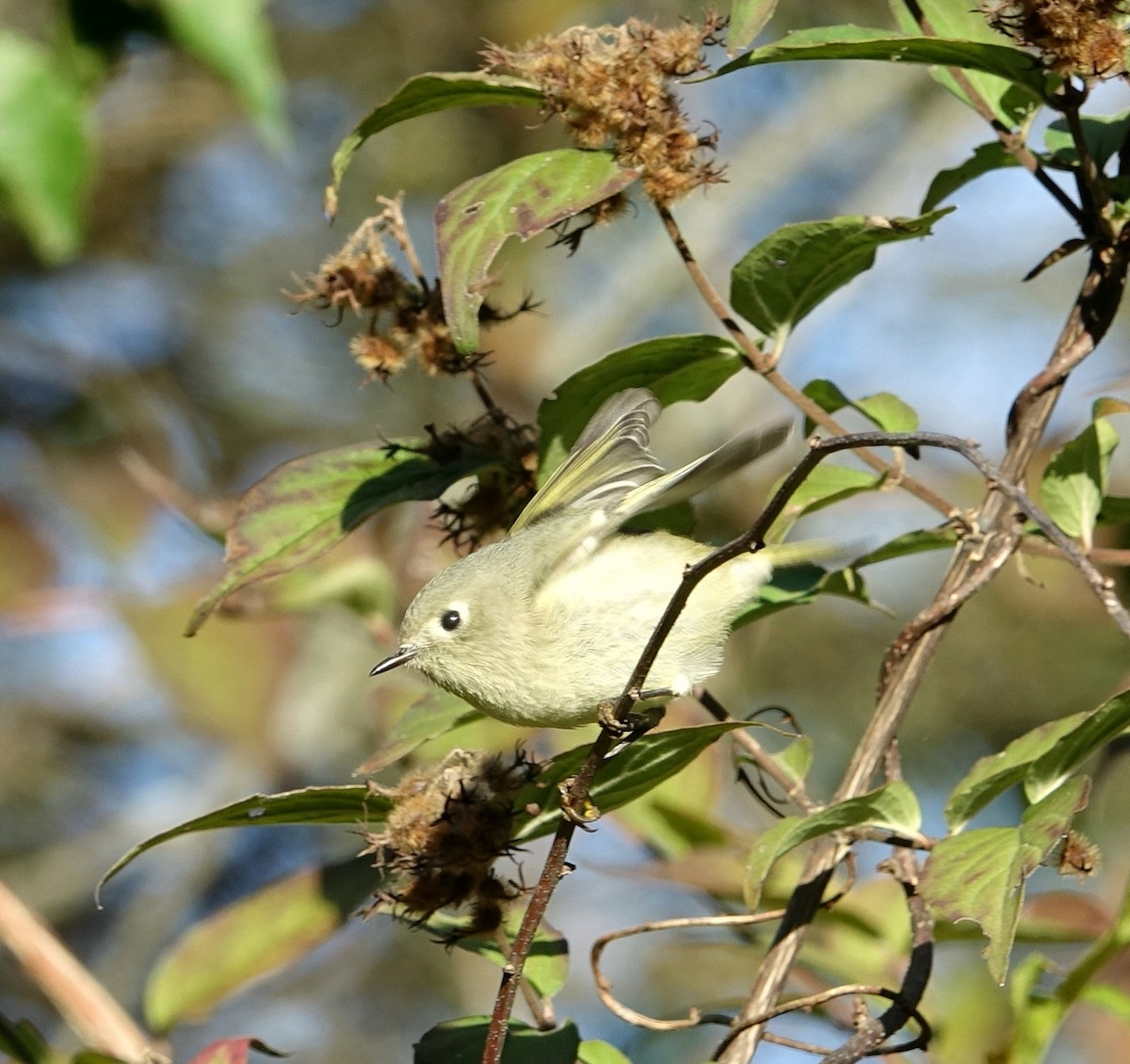 Ruby-crowned Kinglet - ML72613691