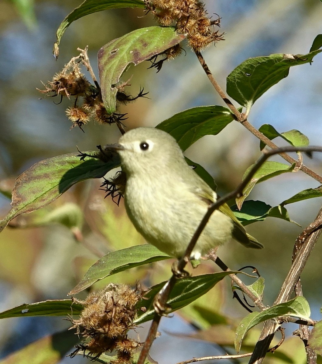 Ruby-crowned Kinglet - ML72613711