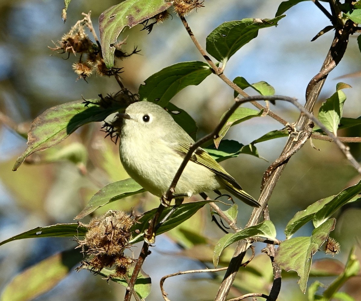 Ruby-crowned Kinglet - ML72613731