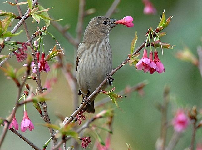 Common Rosefinch - Michel Ottaviani