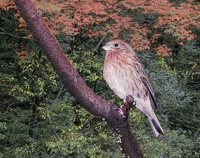 Pallas's Rosefinch - ML726139