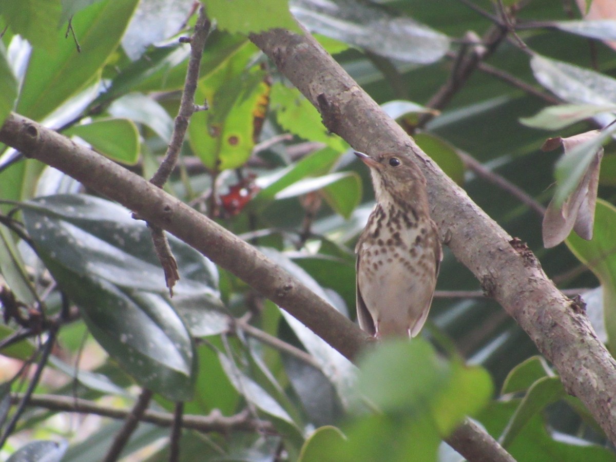 Hermit Thrush - David LaGrange