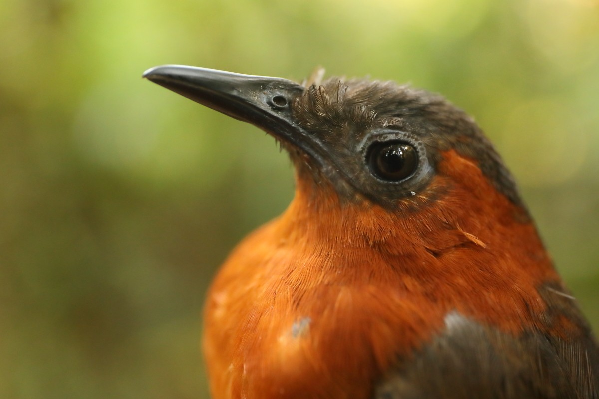 Chestnut-breasted Wren - Graham Montgomery