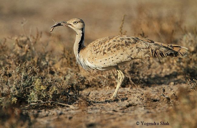 Macqueen's Bustard - ML726203