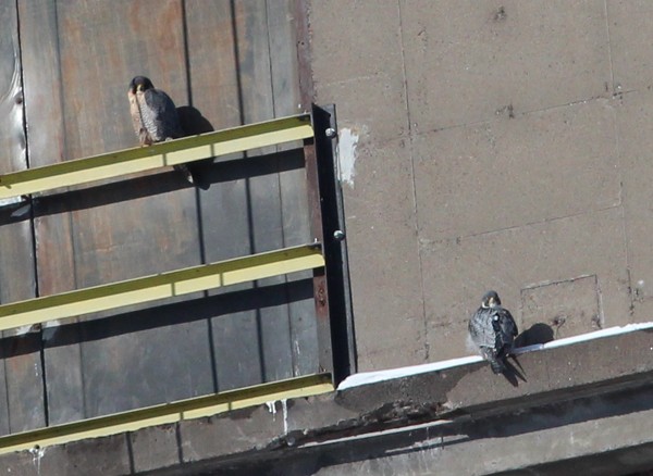 Peregrine Falcon - Ted Keyel