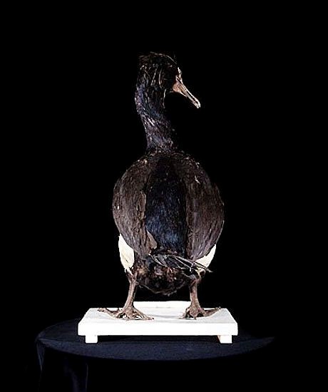 Pallas's Cormorant - Naturalis Biodiversity Center