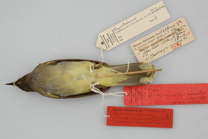 Blue-wattled Bulbul - Naturalis Biodiversity Center