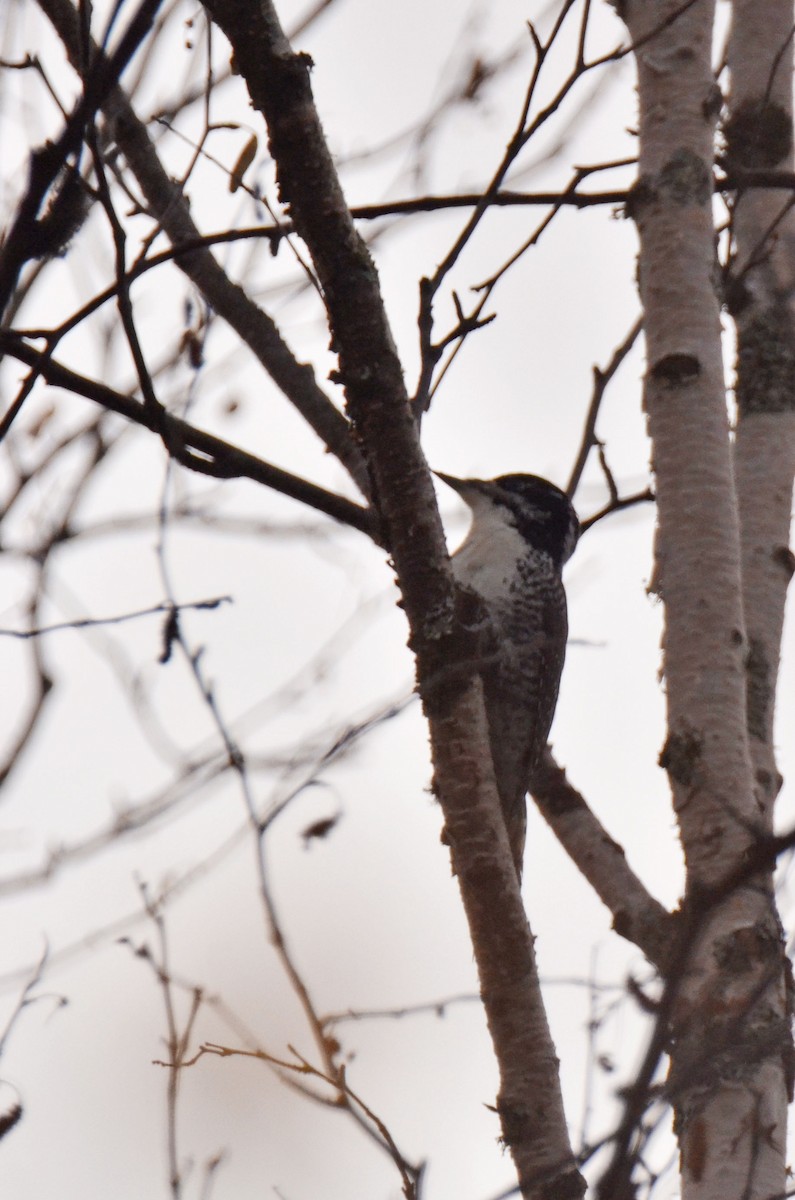 American Three-toed Woodpecker - ML72621941