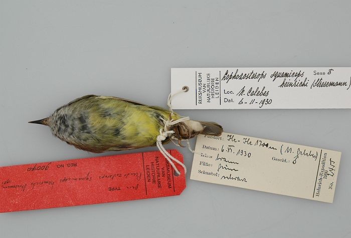 Sulawesi Heleia - ML726222