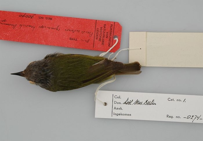 Sulawesi Heleia - ML726223