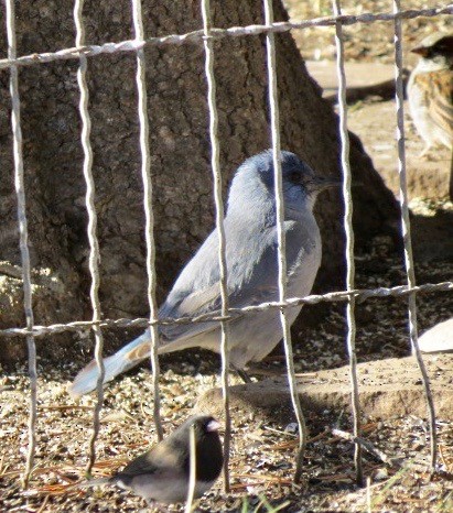 Pinyon Jay - Ed  Rumberger