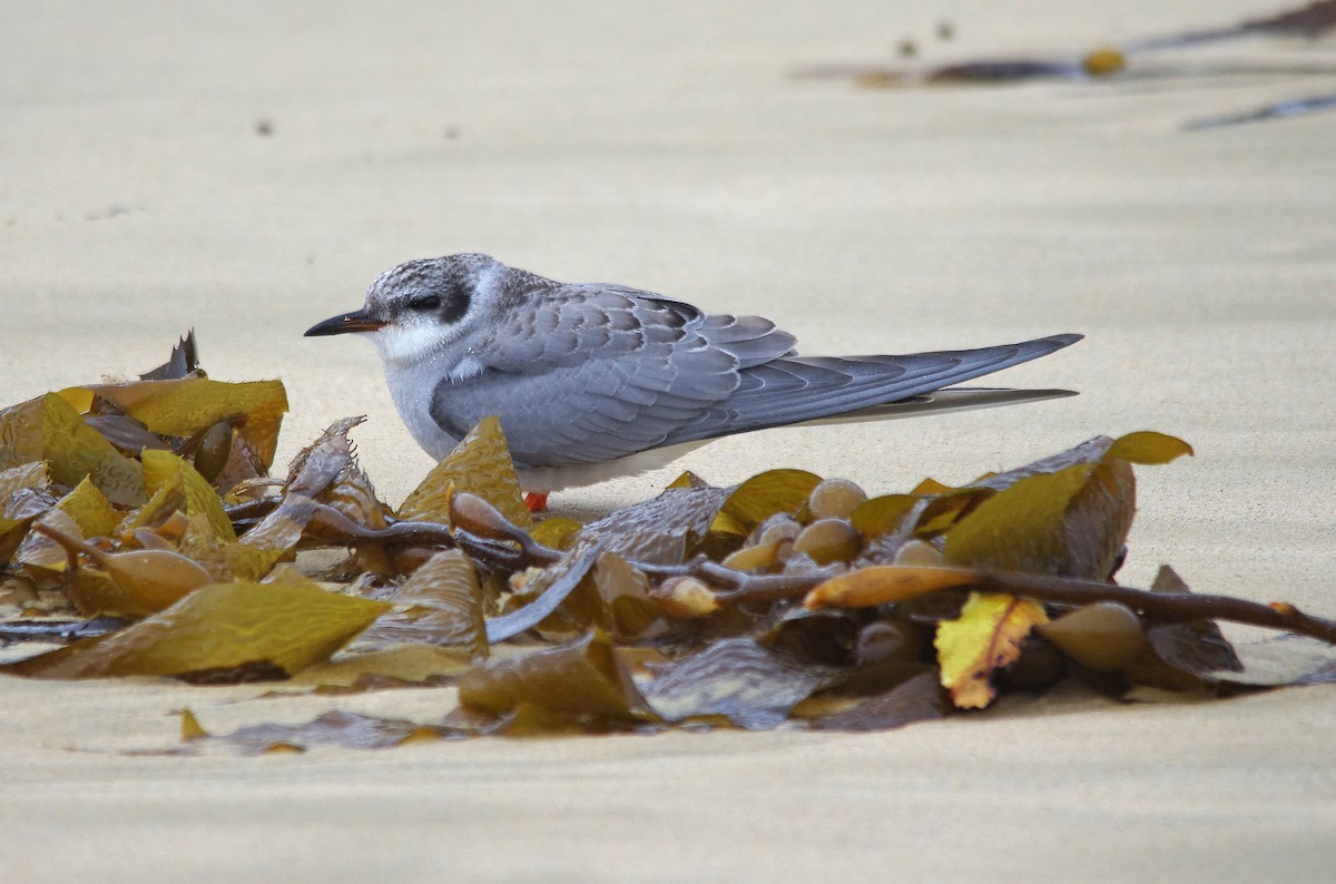 Black-fronted Tern - Geoffrey Groom