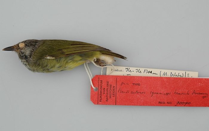 Sulawesi Heleia - ML726224