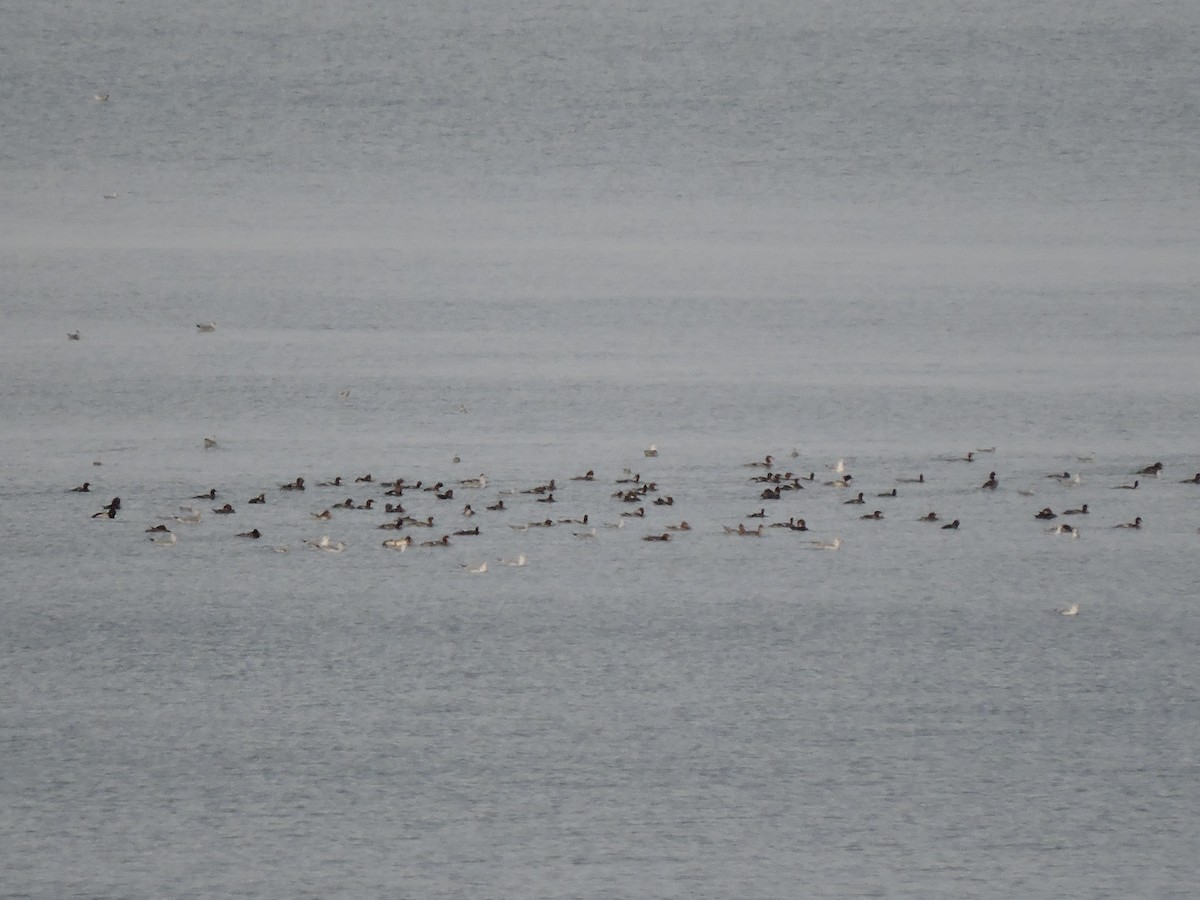 Common Merganser - Bob Lane