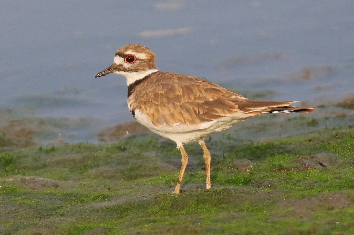 Killdeer - ML72623211