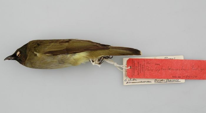 Blue-wattled Bulbul - Naturalis Biodiversity Center