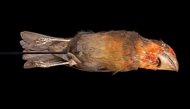 Bonin Grosbeak - ML726234