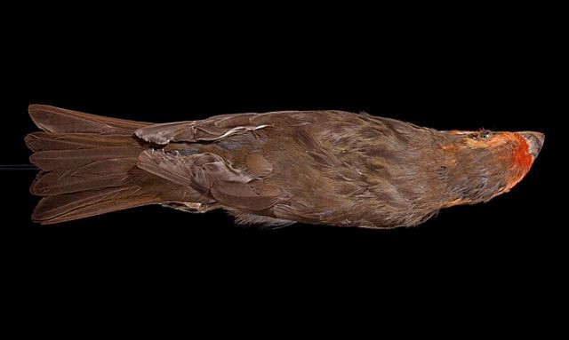 Bonin Grosbeak - ML726235