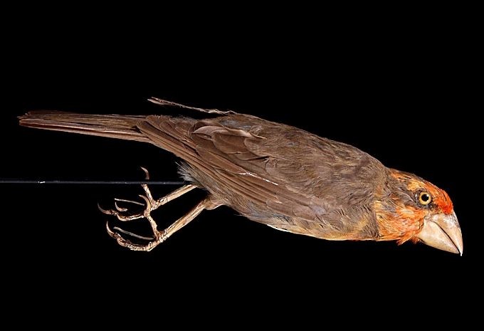 オガサワラマシコ - eBird