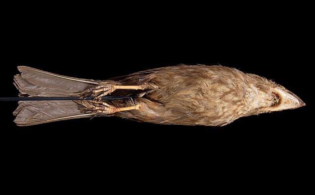 Bonin Grosbeak - ML726237