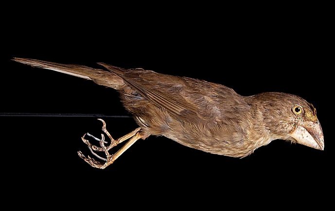 Bonin Grosbeak - ML726238