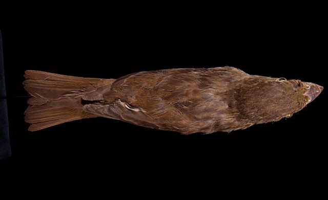 Bonin Grosbeak - ML726239