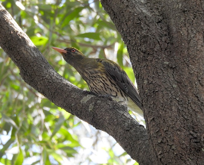 Olive-backed Oriole - ML72624791