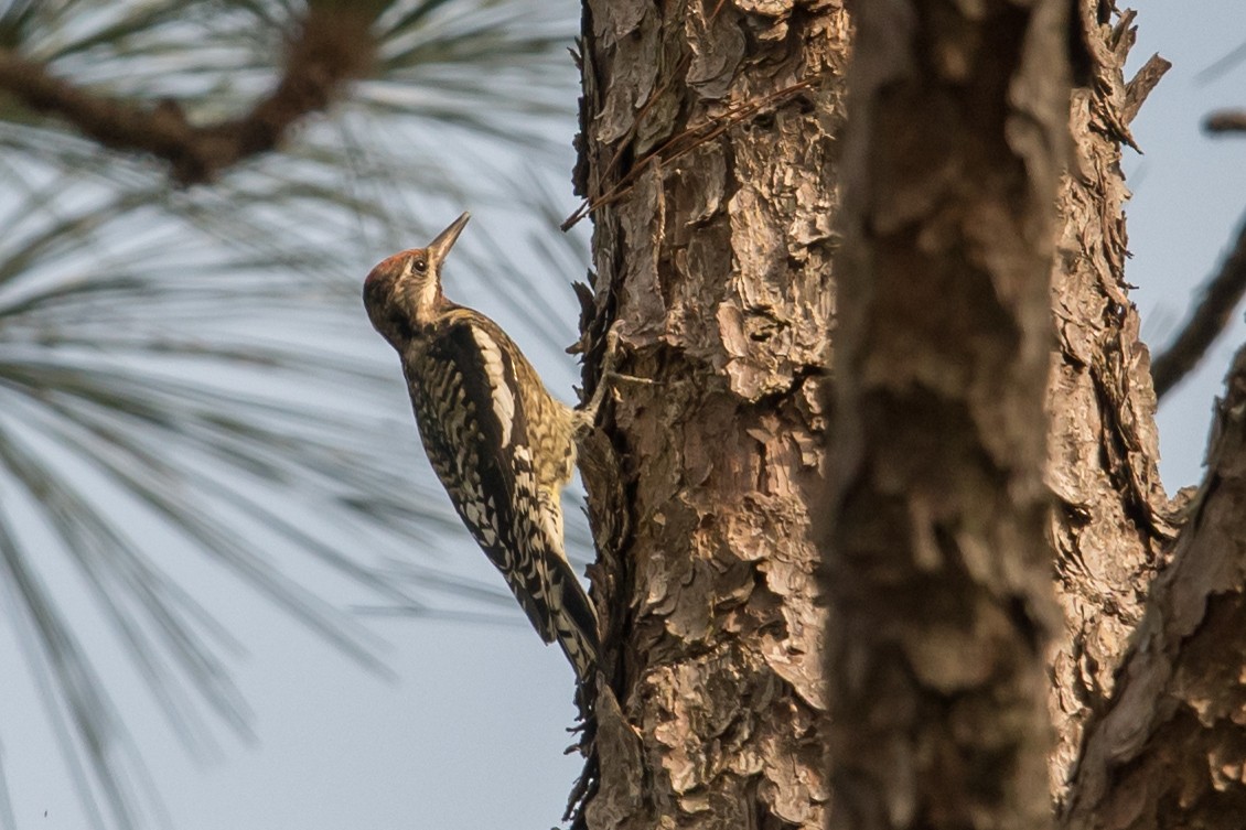 Yellow-bellied Sapsucker - ML72625941