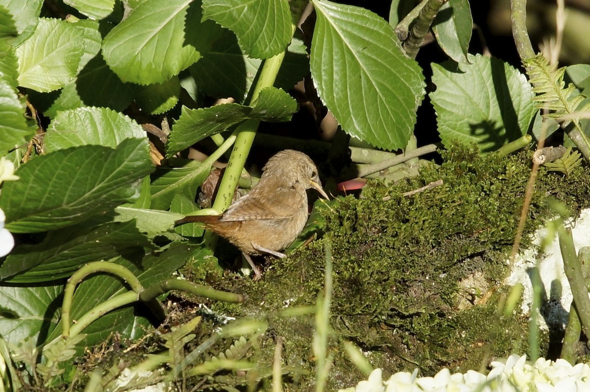 House Wren - ML72626891