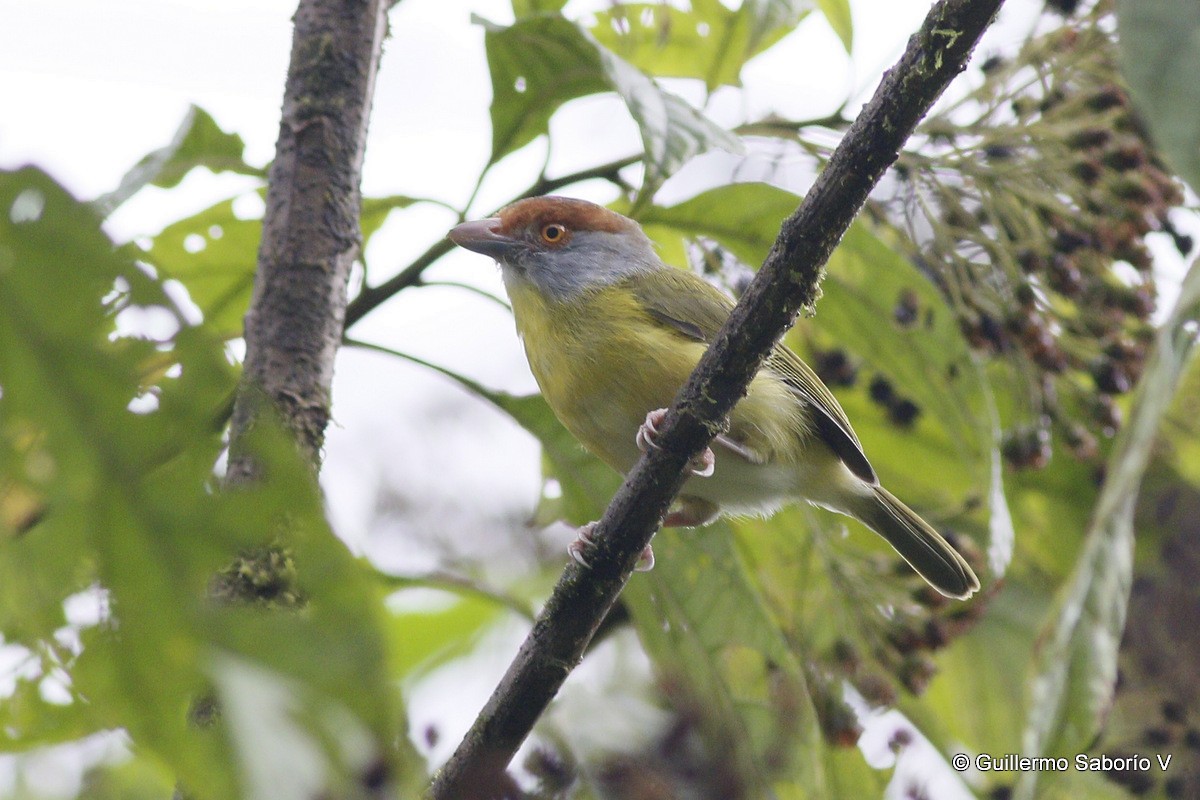 Rufous-browed Peppershrike - ML72627281