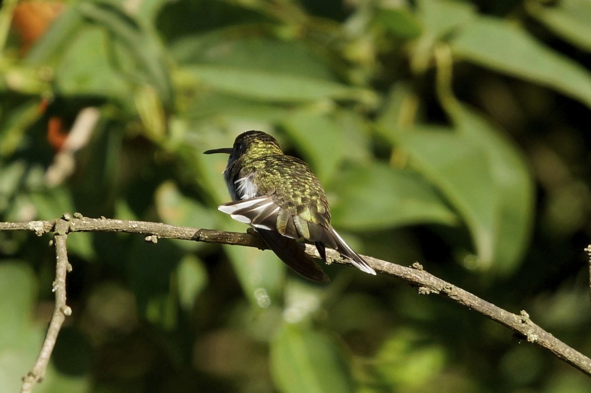 White-bellied Hummingbird - ML72627751