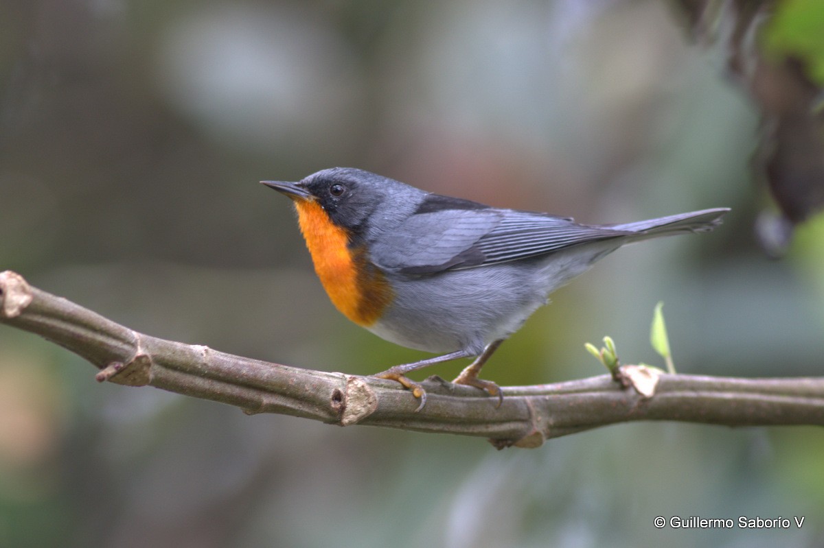 Flame-throated Warbler - ML72627871