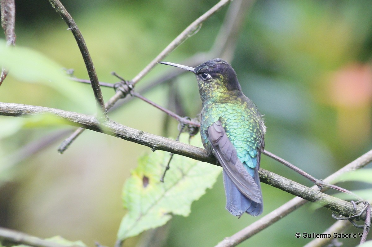 Fiery-throated Hummingbird - ML72627951