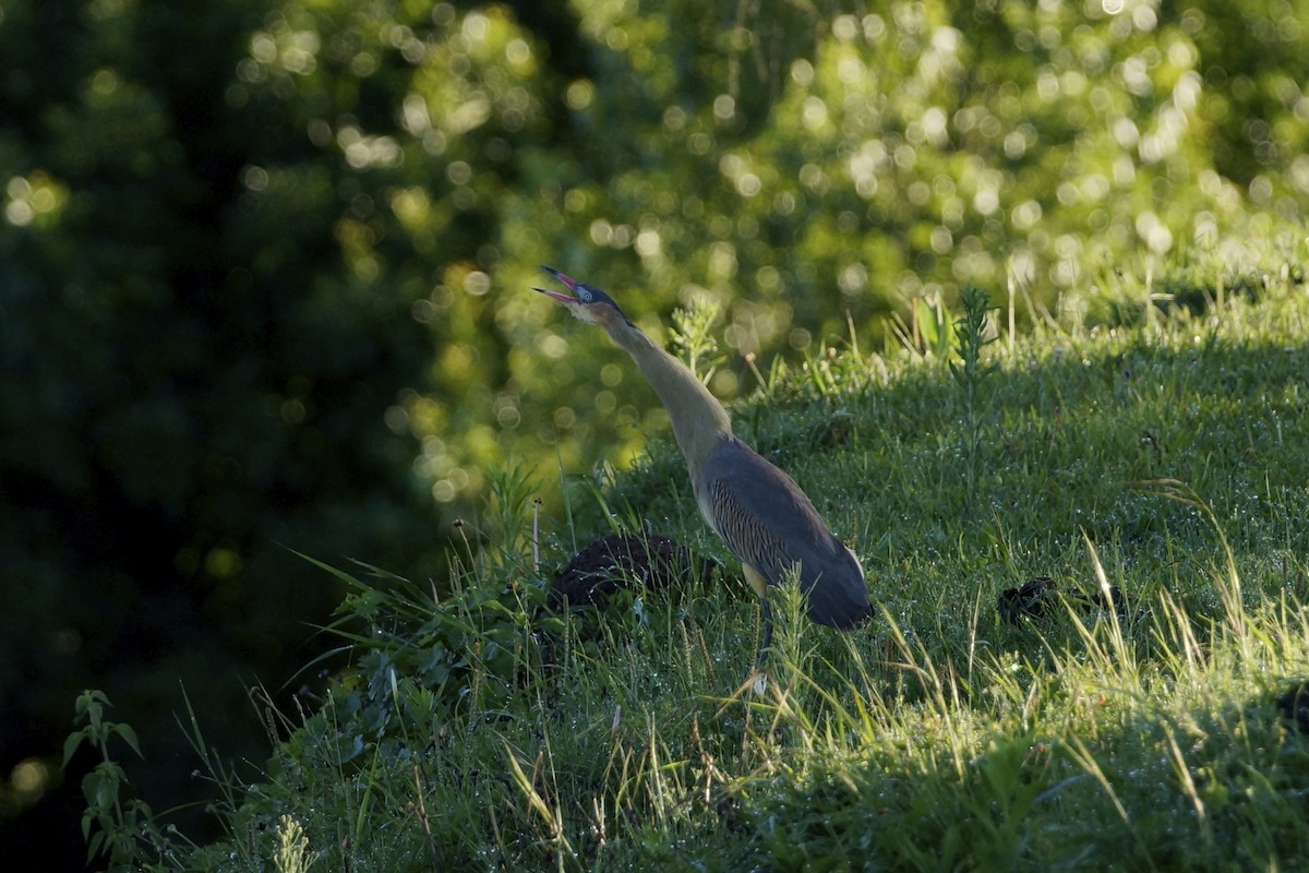 Whistling Heron - ML72628051