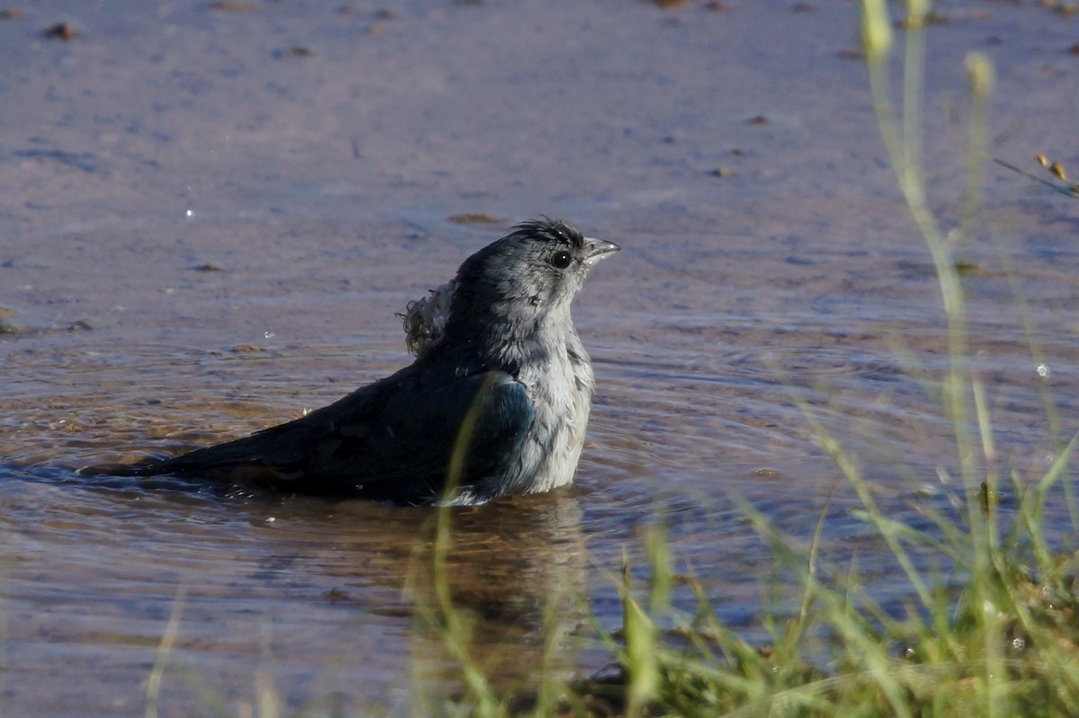 Sayaca Tanager - ML72628171